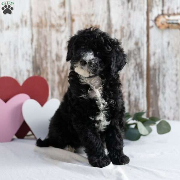 Leah, Mini Sheepadoodle Puppy